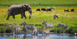 6 Days the Touch to Wilderness (Luxury Safari)